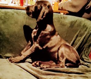 Bloodhound x Deutsch Glatthaar suchen ein liebevolles Zuhause Bild 4