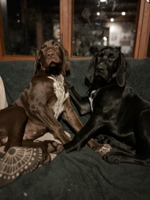Bloodhound x Deutsch Glatthaar suchen ein liebevolles Zuhause Bild 1