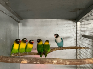 Kanarien, Wellensittiche , Nymphensittiche Schwarzköpfchen Rosenköpfchen abzugeben.