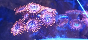 Korallen Ableger  Bild 1