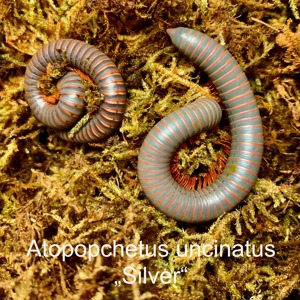 Biete Tausendfüsser Atopochetus uncinatus "Silver"