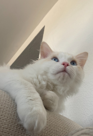 Deckkater Ragdoll Blaue Augen 