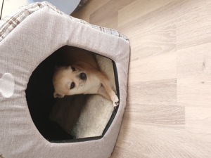 Chihuahua rüde Jimmy  Bild 1