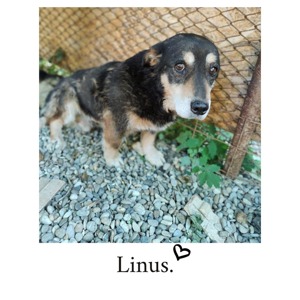 Linus Bild 6