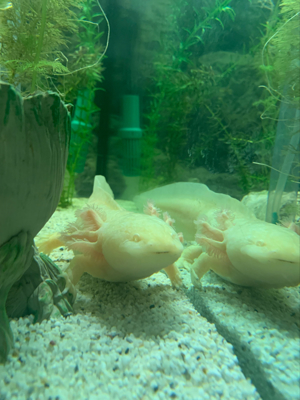 Axolotlen Pärchen Bild 2