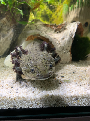 Axolotlen Pärchen Bild 1