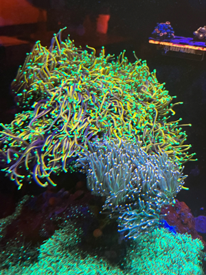 Euphyllia glabrescens oder andere Euphyllia Arten   Bild 4