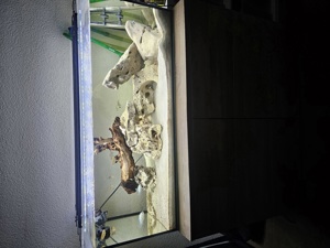 2 Monate altes Aquarium mit Besatz  Bild 1