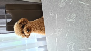 Reinrassige Zwergpudel Deckrüde Pudel Bild 4