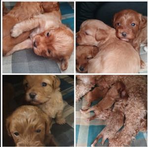 Reinrassige Zwergpudel Deckrüde Pudel Bild 5