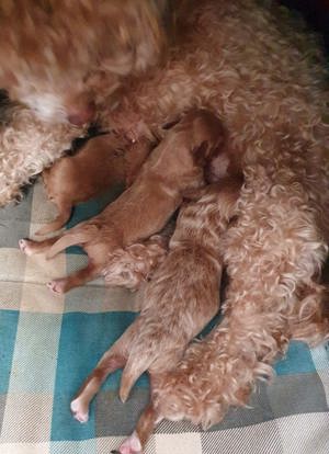 Reinrassige Zwergpudel Deckrüde Pudel Bild 7