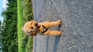 Reinrassige Zwergpudel Deckrüde Pudel Bild 6