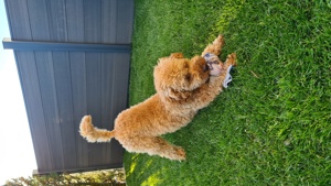 Reinrassige Zwergpudel Deckrüde Pudel Bild 2