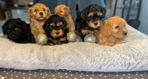 Reinrassige Zwergpudel Deckrüde Pudel Bild 9