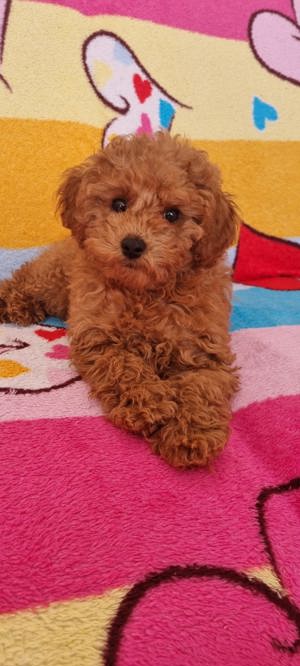 Reinrassige Zwergpudel Deckrüde Pudel Bild 10