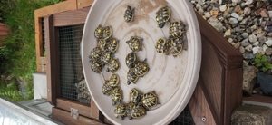 Süße Schildkröten - griechische Landschildkröte  2023 mit Cites Papieren Bild 3
