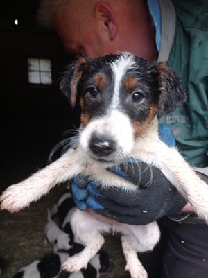 Foxterrier -Welpen Glatthaar tricolor Bild 6