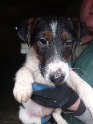 Foxterrier -Welpen Glatthaar tricolor Bild 7