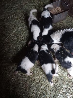 Foxterrier -Welpen Glatthaar tricolor Bild 8