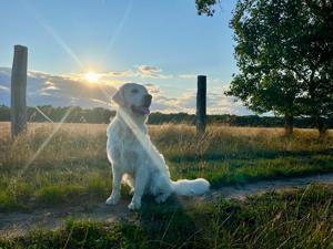 Deckrüde Golden Retriever