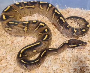  Königspython Super Gravel Weibchen NZ23 Bild 5