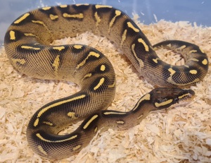  Königspython Super Gravel Weibchen NZ23 Bild 7