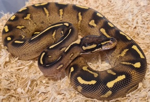  Königspython Super Gravel Weibchen NZ23 Bild 3