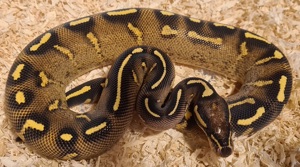  Königspython Super Gravel Weibchen NZ23 Bild 10