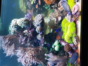Ableger Montipora, Weichkorallen Meerwasser  Bild 9