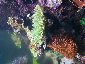 Ableger Montipora, Weichkorallen Meerwasser  Bild 2