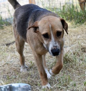 Willow, eine taffe Hundedame, sucht ein Körbchen in Deutschland Bild 3