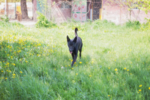 *ERIC* - der schwarze Schäferhund lernt sehr gerne und begreift auch schnell.  Bild 6