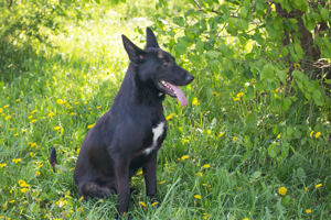 *ERIC* - der schwarze Schäferhund lernt sehr gerne und begreift auch schnell.  Bild 5