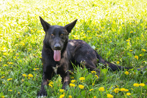 *ERIC* - der schwarze Schäferhund lernt sehr gerne und begreift auch schnell.  Bild 1