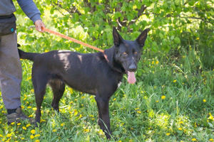 *ERIC* - der schwarze Schäferhund lernt sehr gerne und begreift auch schnell.  Bild 2