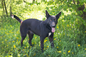 *ERIC* - der schwarze Schäferhund lernt sehr gerne und begreift auch schnell.  Bild 3