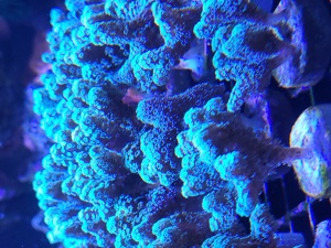 Seriatopora grün Sps lps Korallen Ableger Meerwasser  Bild 1