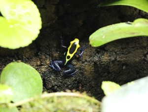 Dendrobates tinctorius Nominat