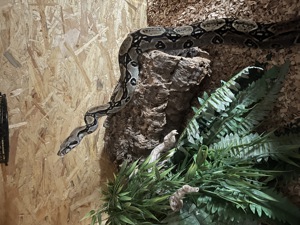 Boa Constrictor   Bild 3