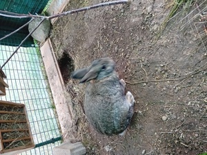 Junges Kaninchen Bild 2