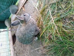 Junges Kaninchen Bild 3