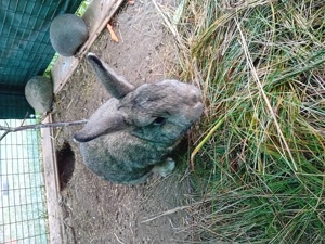 Junges Kaninchen Bild 5