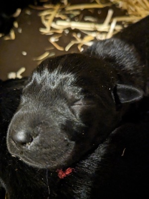 9 süße Labradorwelpen  Bild 1