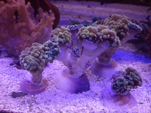 EUPHYLLIA BALIENSIS  GOLDEN NUGGET  Koralle Bild 2