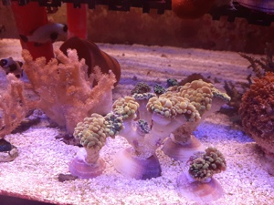 EUPHYLLIA BALIENSIS  GOLDEN NUGGET  Koralle Bild 1