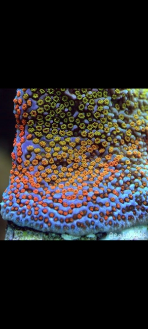 Montipora Rainbow SPS LPS Ableger Korallen Meerwasser 