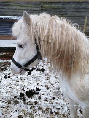 Welsh Pony Hengst  Bild 2