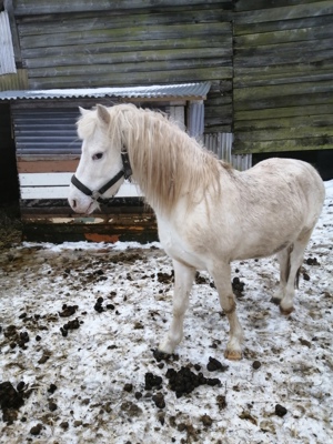 Welsh Pony Hengst  Bild 3
