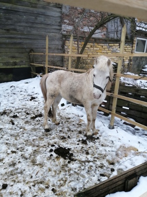 Welsh Pony Hengst  Bild 5