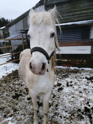Welsh Pony Hengst  Bild 4
